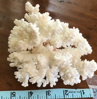 Natural Dry Coral Real Reef Beach Home Decor Decoration