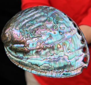 6.  5 " Large Gemmy Rainbow Polished Paua Abalone Shell Ab149