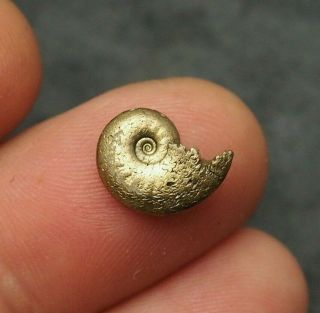 13mm Ammonite Pyrite Mineral Fossil Fossilien Ammoniten France