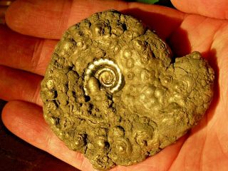 Gold Pyrite Fossil Ammonite Eoderoceras Nugget Jurassic Dinosaur Age Curios Gift