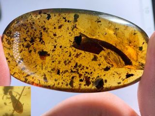 10.  4g Big Leaf&beetle Burmite Myanmar Burmese Amber Insect Fossil Dinosaur Age