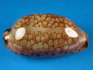Cypraea Scurra F.  Hivaensis,  Pattern,  44.  5mm,  Marquesas Shell