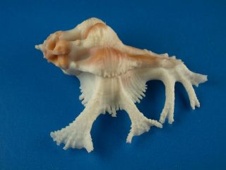 Murex (homalocantha) Pele,  Fronds,  Large 51.  4mm,  Hawaii