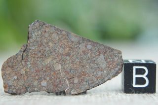 Nwa 10699 Ll (l) 3 Primitive Chondrite Meteorite 4.  5g Part Slice Of Rare Type