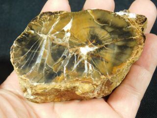 A Polished Petrified Wood Fossil From The Circle Cliffs Utah 247gr E