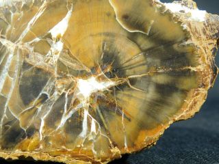 A Polished Petrified Wood Fossil From The Circle Cliffs Utah 247gr e 2