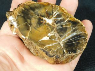 A Polished Petrified Wood Fossil From The Circle Cliffs Utah 247gr e 3