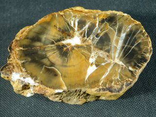 A Polished Petrified Wood Fossil From The Circle Cliffs Utah 247gr e 4