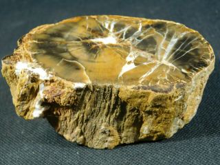 A Polished Petrified Wood Fossil From The Circle Cliffs Utah 247gr e 5