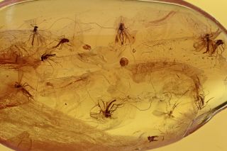 Swarm Of 8 True Midges Fossil Inclusion Baltic Amber 190312 - 22,  Img
