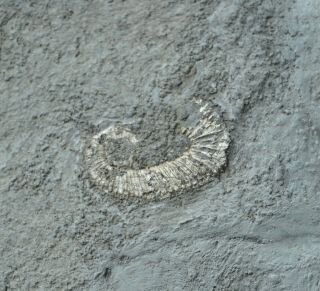 Small Heteromorph Ammonite Fossil Specimen Pseudocrioceras Aptian Bulgaria A20