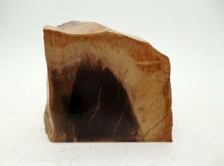 5 Lb Petrified Wood Stand Up Rough R5 Lapidary Rock Oregon Cabbing