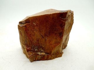 5 Lb Petrified Wood Stand Up Rough R5 Lapidary Rock Oregon Cabbing 3
