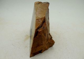 5 Lb Petrified Wood Stand Up Rough R5 Lapidary Rock Oregon Cabbing 4