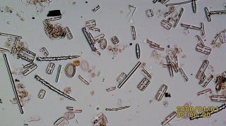 Antique Microscope Slide.  Diatoms by John Barnett. 2