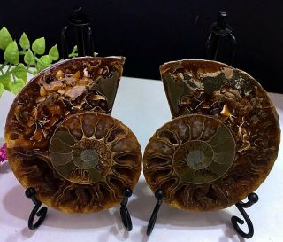 142g Natural A Ammonite Ancient Fossils Slice Nautilus Jade Shell,  Stand
