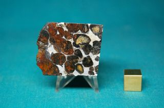Sericho Pallasite Meteorite 51.  5 Grams