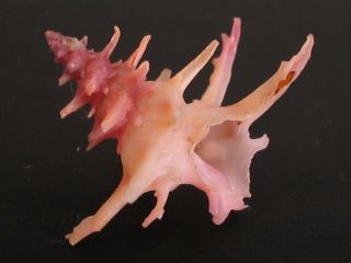 Rarely Seen/deep H2o.  Babelomurex Fruticosus 22.  3mm Japan Seashell