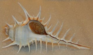 Seashell Murex Echinodes 137.  1mm W/o