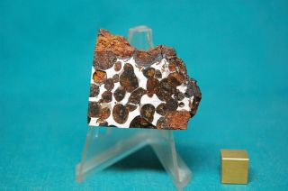 Sericho Pallasite Meteorite 54.  5 Grams