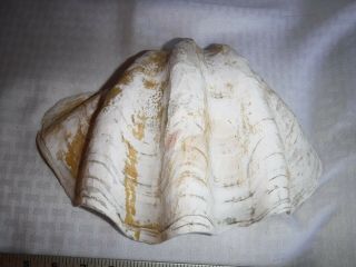 Very Large Vintage Natural Clam Shell Sea Shell 11 " X 7 " Beach Decor