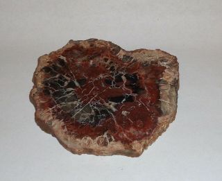 Polished Petrified Wood Full Round Slab With Bark 5 - 1/2 " X 5 - 1/2” X 3/8” Thick