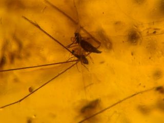 10 Diptera Mosquito Fly Burmite Myanmar Burmese Amber Insect Fossil Dinosaur Age