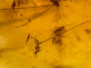 10 Diptera mosquito fly Burmite Myanmar Burmese Amber insect fossil dinosaur age 2