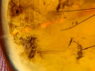 10 Diptera mosquito fly Burmite Myanmar Burmese Amber insect fossil dinosaur age 3