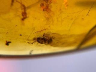 10 Diptera mosquito fly Burmite Myanmar Burmese Amber insect fossil dinosaur age 4