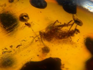 2 Unique Mosquito Flies Burmite Myanmar Burmese Amber Insect Fossil Dinosaur Age