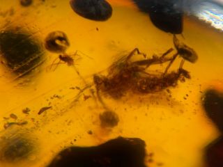 2 unique mosquito flies Burmite Myanmar Burmese Amber insect fossil dinosaur age 3