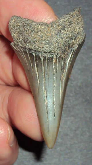 Big 1.  920 " Mako Shark Tooth Fossil From South Carolina Shark Tooth Guide