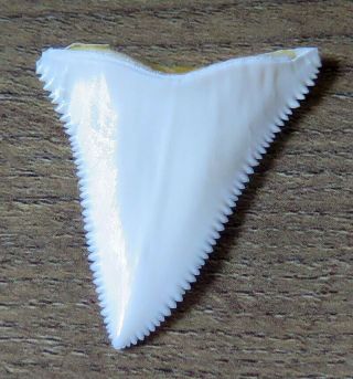 1.  676 " Upper Nature Modern Great White Shark Tooth (teeth)