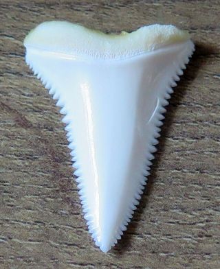 1.  409 " Lower Nature Modern Great White Shark Tooth (teeth)