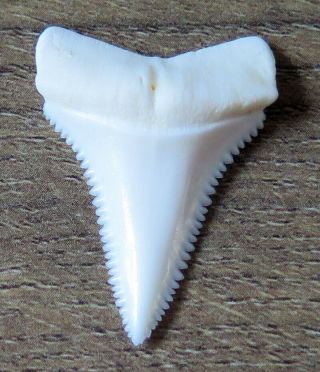 1.  313 " Lower Nature Modern Great White Shark Tooth (teeth)