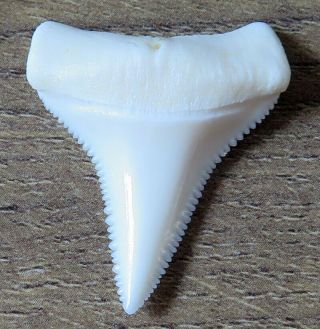1.  297 " Lower Nature Modern Great White Shark Tooth (teeth)