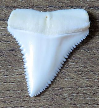 1.  270 " Upper Nature Modern Great White Shark Tooth (teeth)