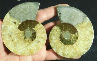 A Big Cut & Polished 120 Million Year Old Split Ammonite Fossil W/stands 246gr E