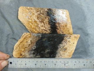2 Indonesian Birds Eye Flame Palm Root Agate Slabs