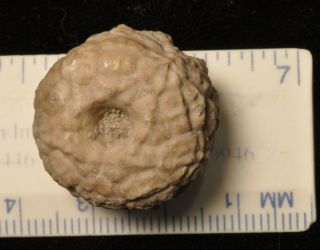 Fossil Crinoid - Dolatocrinus Sp.  From Michigan