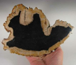 9.  7 " Polished Petrified Wood Slab Fossil - Indonesia - 2.  3 Lbs.