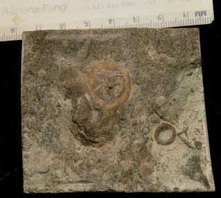 Fossil Edrioasteroid - Isorophusella Incondita From Ontario 4