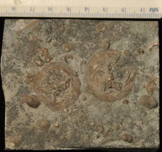 Fossil Edrioasteroids - Isorophusella Incondita From Ontario 3