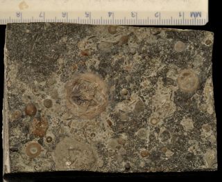 Fossil Edrioasteroids - Isorophusella Incondita From Ontario 2