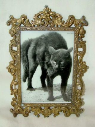 Wonderful Vintage Halloween Arched Black Cat Postcard,  Martin Munkacsi 1930