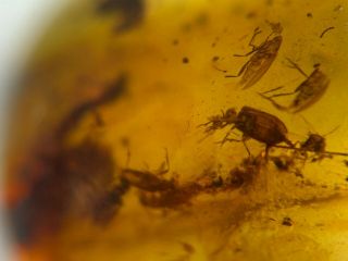 Many Beetles&flies Nest Burmite Myanmar Burmese Amber Insect Fossil Dinosaur Age