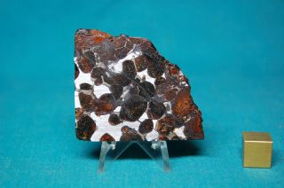 Sericho Pallasite Meteorite 42.  6 Grams