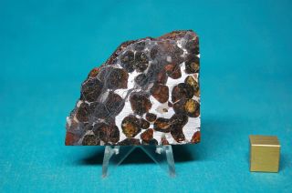 Sericho Pallasite meteorite 42.  6 grams 2