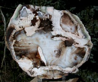 Sis: Opalized Ramin - Ultra - Rare Burmese Petrified Wood Slab From Myanmar